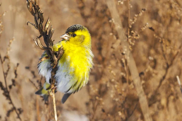 Žlutým Peřím Siskin Sedí Plevel Volně Žijících Živočichů Přezimování Ptáci — Stock fotografie