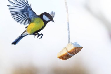 büyük baştankara için besleyici nerede yağ asılı, yabani hayvanlar ve bitkiler, kuşlar uçar