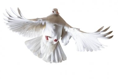 white pigeons flying on a white background , isolated object, symbol of peace clipart
