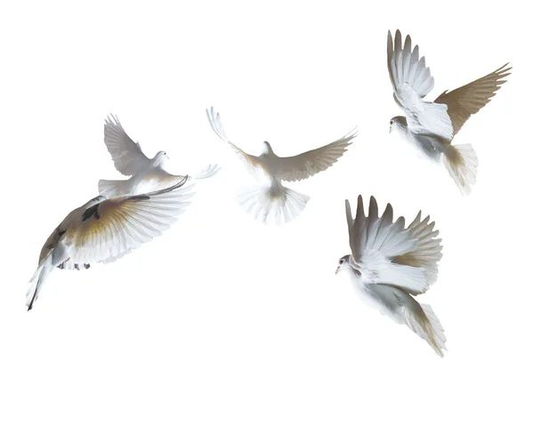 Een Vlucht Van Witte Duiven Een Witte Achtergrond Geïsoleerde Object — Stockfoto