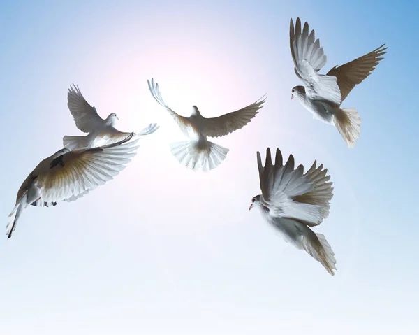 Flock White Dove Flying Sun Isolated Object Symbol Peace — Stock Photo, Image