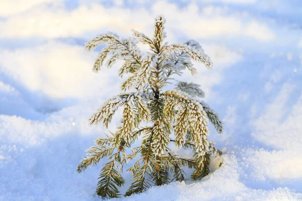 Little Christmas Tree Fell Asleep Snow Winter Period — Stock Photo, Image