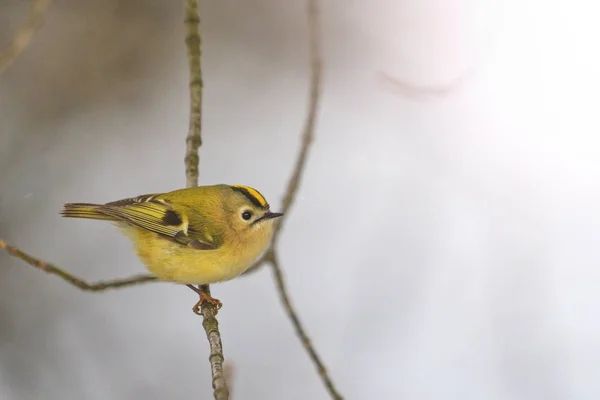 Goldhaube Die Winter Auf Einem Ast Sitzt Wildtiere Vögel — Stockfoto