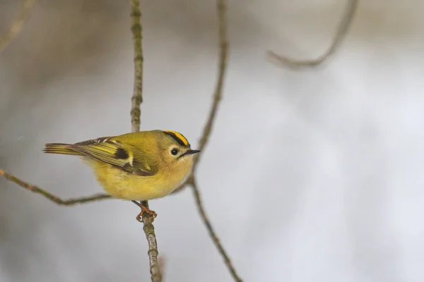 黒と白の冬の風景 野生動物 鳥の色の森の鳥 — ストック写真