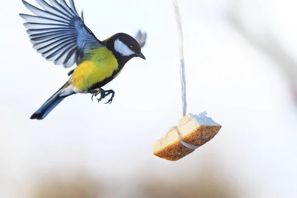 Kohlmeise Fliegt Zum Futterhäuschen Fett Hängt Wildtiere Vögel — Stockfoto