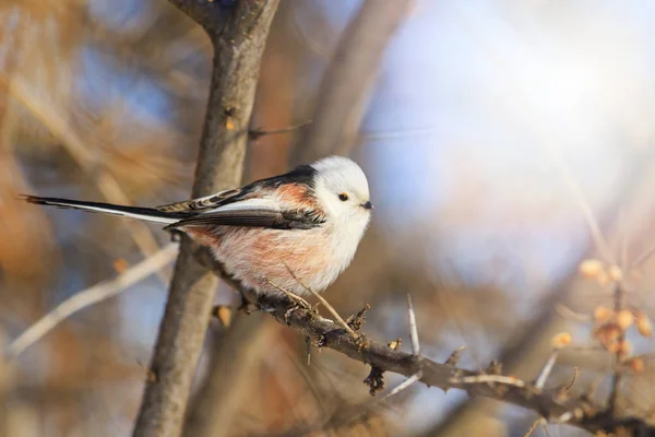 日当たりの良いホット スポット 野生動物 鳥と冬の凍るような日エナガ — ストック写真