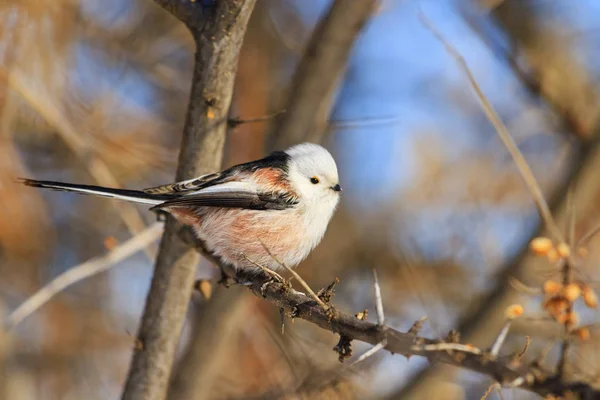 冬の凍るような日 野生動物 鳥類エナガ — ストック写真