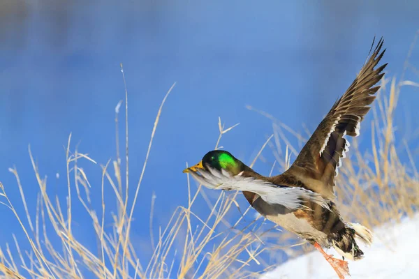 Kachna Divoká Létání Nad Sníh Břehu Řeky Mrazivý Den Volně — Stock fotografie