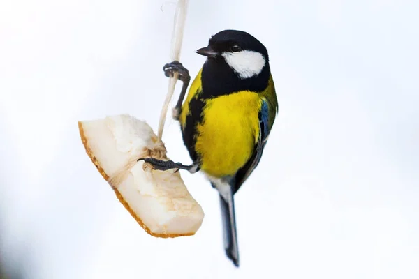 Tetas Sientan Alimentador Come Grasa Vida Silvestre Aves — Foto de Stock