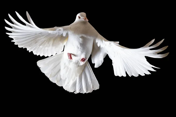 Pigeon Blanc Volant Sur Fond Noir Objet Isolé Symbole Paix — Photo