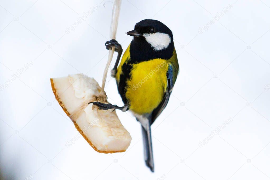 bird sitting on hodivnychtsi and eating bacon , wildlife, birds