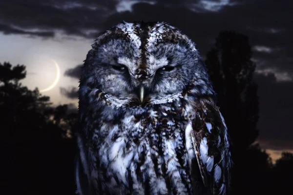 Eule Sitzt Nachts Mondlicht Wildtiere Tiere — Stockfoto