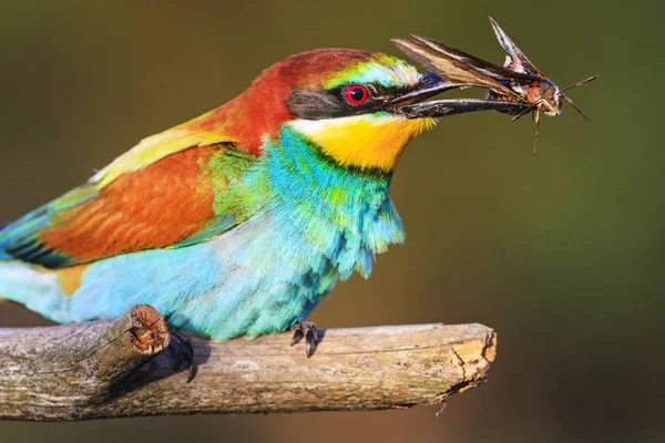 Kuş Gagası Yabani Hayvanlar Bitkiler Hayvanlar Kelebek Ile — Stok fotoğraf