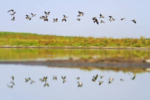flock of birds flying over the mirror of the lake, wildlife, animals