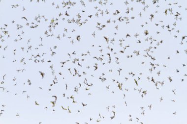 Kış kuşlar uçuş, yaban hayatı, kış mucizeler Flock