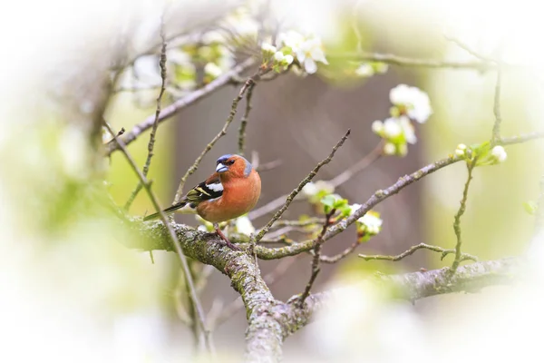 Buchfinkenfrühling Auf Einem Blühenden Baum Wildtiere Frühling — Stockfoto