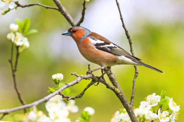 燕雀坐在树枝上 春天的花朵 野生动物 — 图库照片