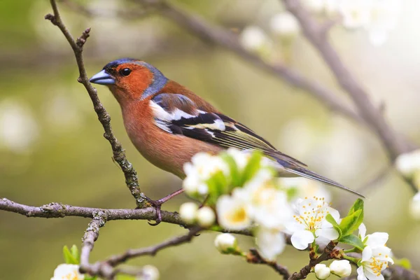 Pássaro Cedo Entre Primeiras Flores Uma Árvore Com Hotspot Ensolarado — Fotografia de Stock