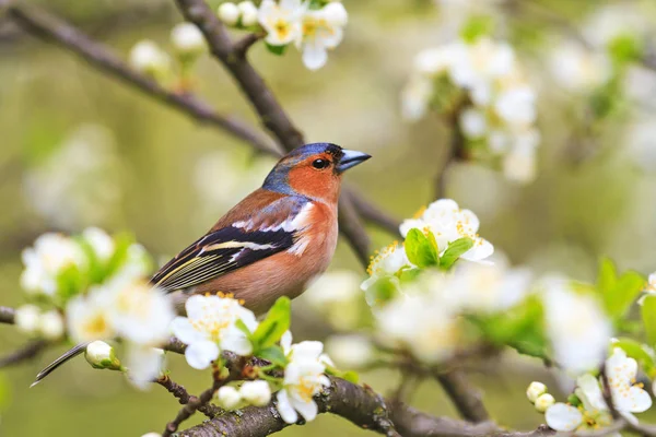 Chaffinch Senta Árvore Frutífera Entre Primeira Flor Vida Selvagem Primavera — Fotografia de Stock
