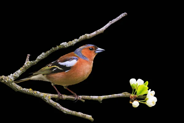 Früher Vogel Sitzt Auf Einem Ast Isoliert Auf Schwarz Wildtiere — Stockfoto