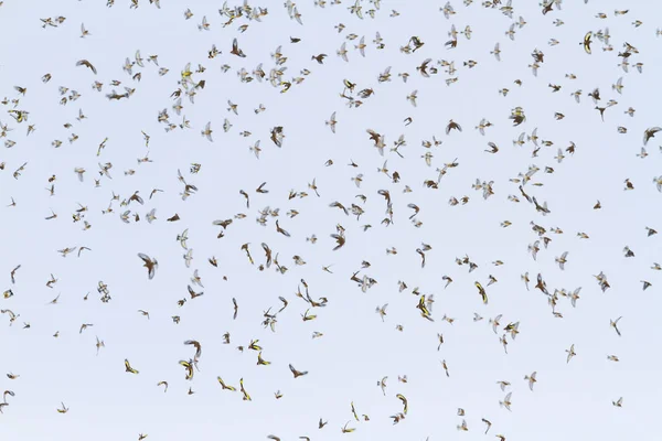 飛行中の冬の鳥の群れ 野生動物 冬の奇跡 — ストック写真