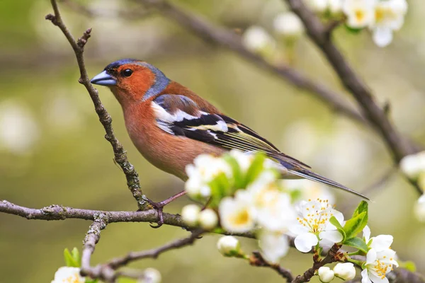 Pássaro Cedo Entre Primeiras Flores Uma Árvore Vida Selvagem Primavera — Fotografia de Stock