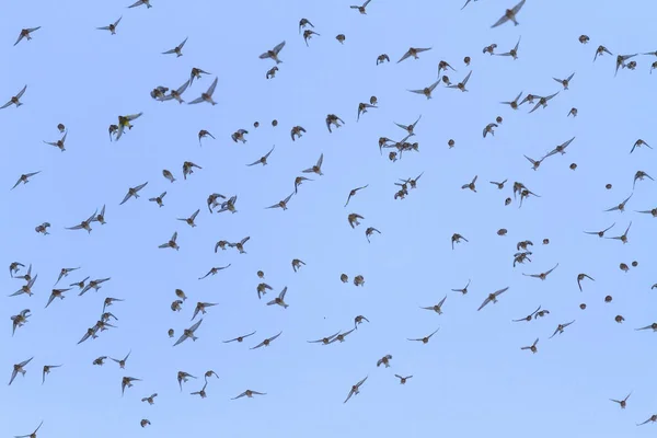 Rebanho Pássaros Com Asas Abertas Céu Vida Selvagem Milagres Inverno — Fotografia de Stock