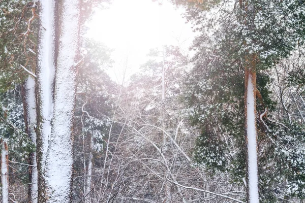 Заснеженные Леса Зимний День Солнечной Горячей Точкой Дикой Природой Зимними — стоковое фото
