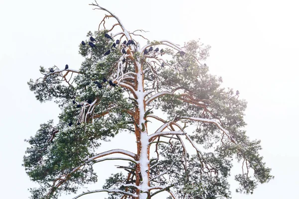 Дерево Птицами Заснеженные Сосны Ладьи Солнечный День Дикая Природа Зимние — стоковое фото