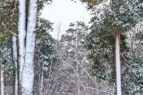 Заснеженные Леса Зимний День Дикая Природа Зимние Чудеса — стоковое фото