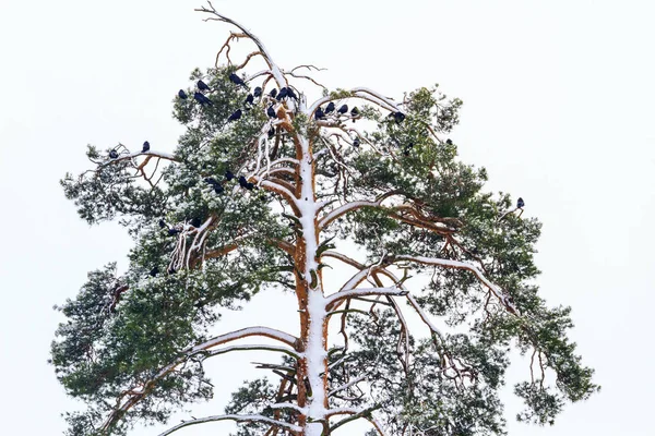Baum Mit Vögeln Ist Schneebedeckte Kiefern Und Saatkrähen Wildtiere Winterwunder — Stockfoto