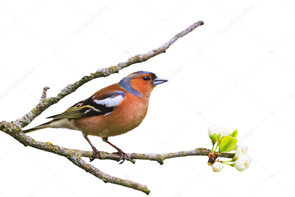 early bird sits on a branch isolated on white , wildlife, springtime