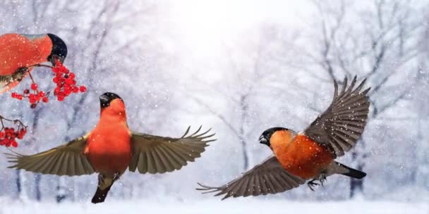 Χριστουγεννιάτικο κόκκινο πουλί σε ένα χιονισμένο δάσος — Αρχείο Βίντεο