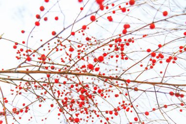 kar kış kırmızı meyveler