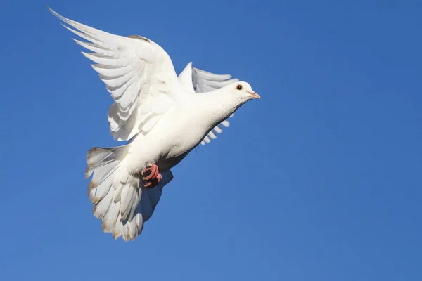 Belas pombas brancas no céu azul — Fotografia de Stock