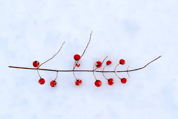 Bagas vermelhas na neve branca — Fotografia de Stock