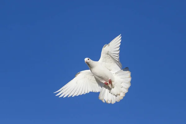 Pomba branca no céu azul — Fotografia de Stock