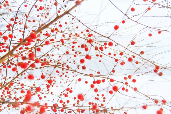 Textura branca de neve e bagas vermelhas — Fotografia de Stock