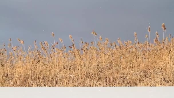 Prachtige besneeuwde dag boven het meer — Stockvideo