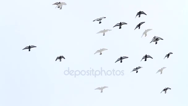 Стая голубей летит в зимнем небе — стоковое видео