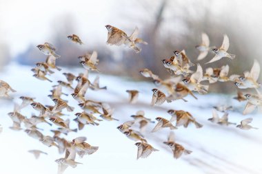 karlı bir günde bir kış gününde Kuşlar uçar