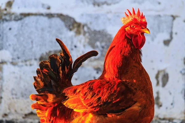 壁の背景に赤の繁殖コック ペット 鶏の繁殖 — ストック写真