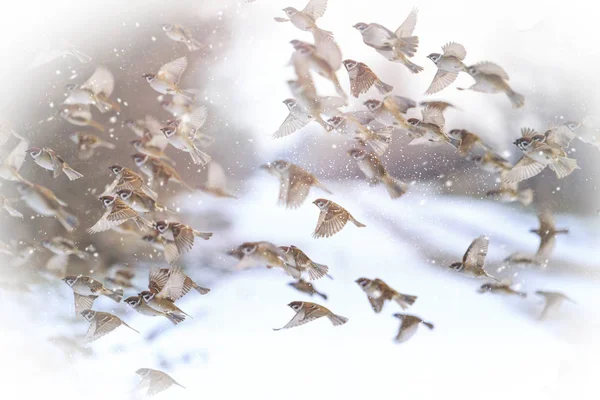 Sparrows fly on a snowy sunny winter day — Stock Photo, Image