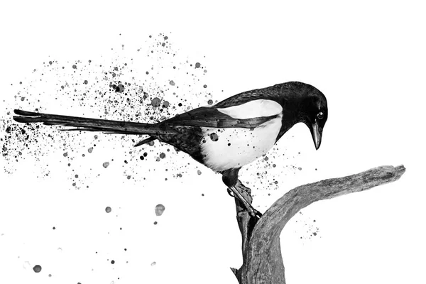 Siyah ve beyaz kuş ve sprey boya — Stok fotoğraf