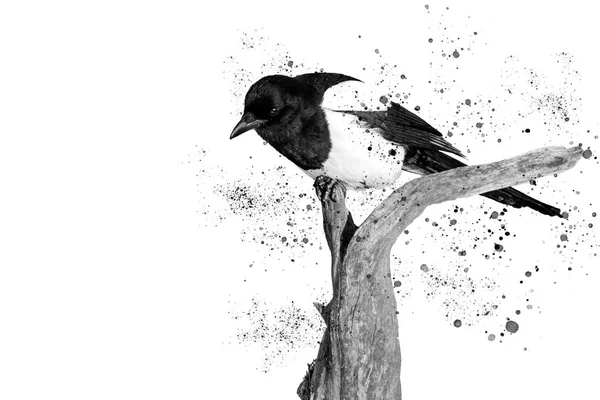 Blanco y negro hermoso pájaro y spray — Foto de Stock