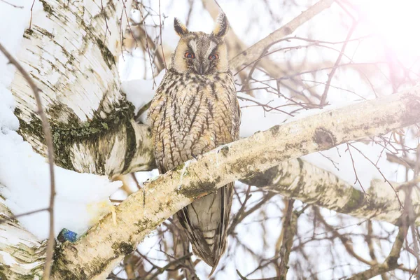 Noc Siedzi Drzewie Zimowy Dzień Ptaki Przyrody Zwierząt Drapieżnych Ptaków — Zdjęcie stockowe