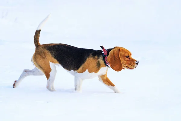 Beagle longe la neige le long du sentier — Photo