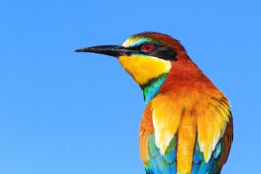 Bahar tüyleri içinde Avrupa arı kuşugiller