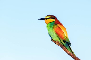 renkli kuş bir dalda oturur