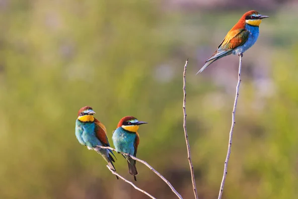 Trois oiseaux de couleur assis sur des branches minces — Photo